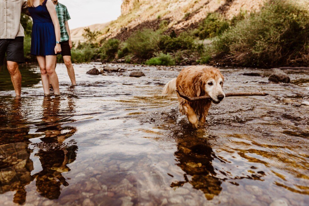 May your Fourth of July be a joyous as this pup with her stick. If you haven't checked out Mores Creek up toward Idaho City, you are seriously missing out! Shallow, slow moving water, and a little beach are perfect for families! And their furry child