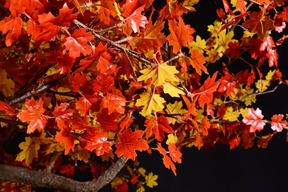 Fall to Spring "Acer rubrum," the red maple, also known as swamp, water or soft maple, is one of the most common and widespread deciduous trees of eastern and central North America. Warm white lights