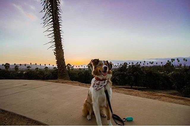 Is there anything better than a cute fluffer, gorgeous sunset, and a stylish bandana? @monty.adventure.aussie is stunning in our Oh My Gourd Bandana! #perseveringpack #aussiesofinstagram #aussie #aussiepuppy #australianshepherd #dailyfluff #weeklyflu