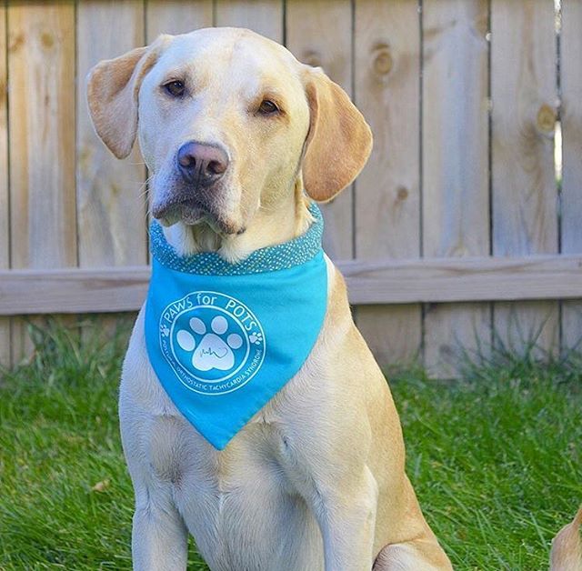 Isn&rsquo;t @bentleyjackthelab the cutest in his PAWS for POTS bandana? He is being trained to be a service dog to help his handler with POTS! Today we released this months Paws for a Cause bandana that will be benefiting @emmasfoundationforcaninecan