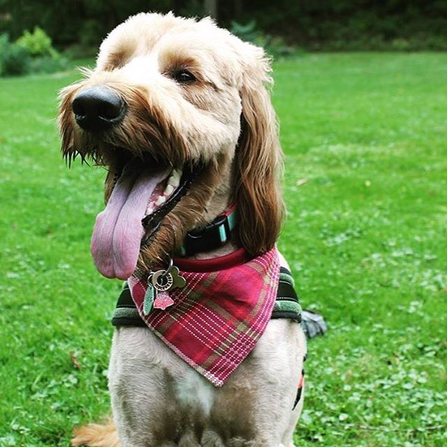 Are you excited that we are one day closer to the weekend? @champ_the_doubledood is! He is wearing the @dogsofthemitten Apple Harvest bandana! #perseveringpack #dogsofthemitten #dogsofmichigan #dogaccessories #dogbandana #dogmom #doodle #goldendoodle