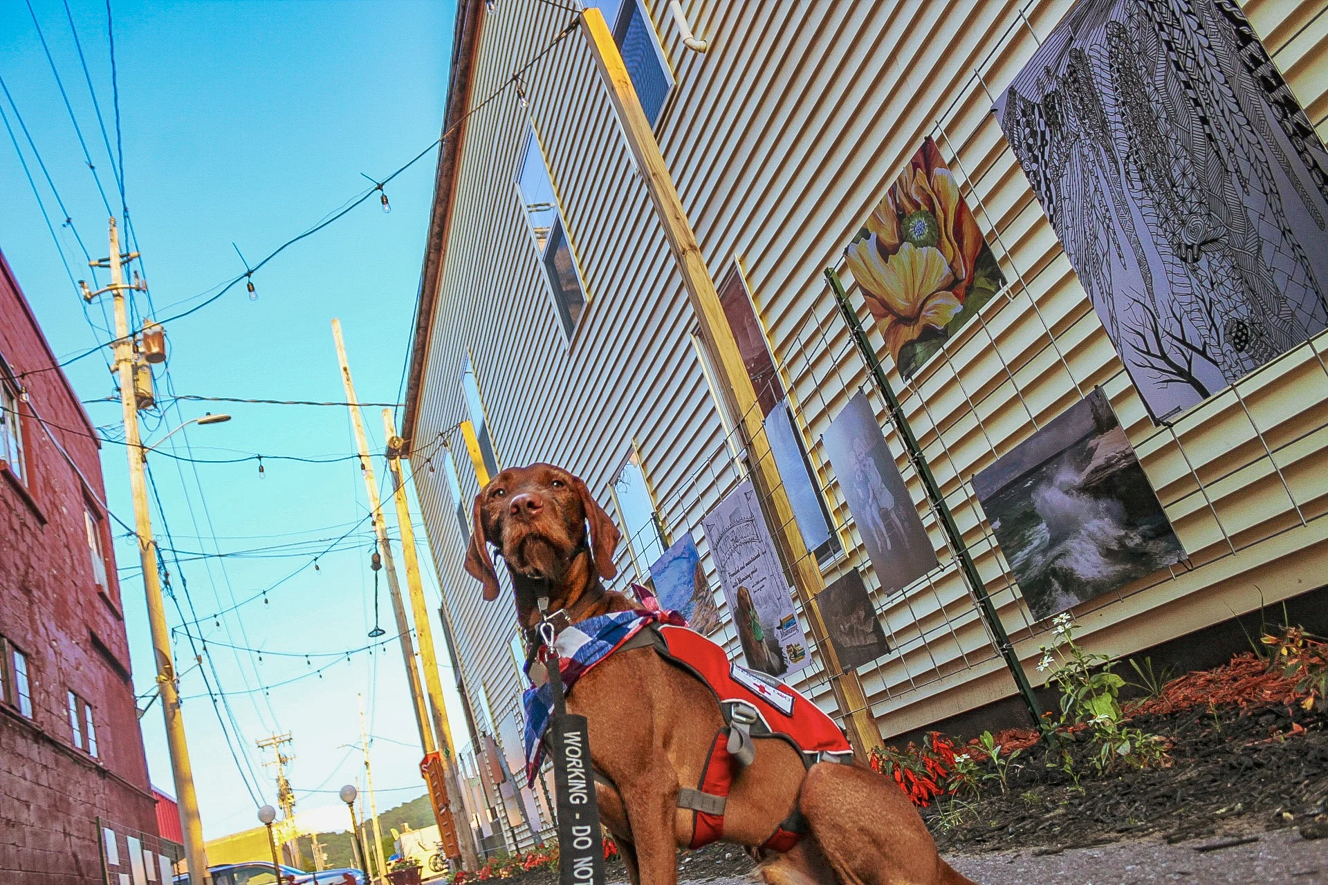 Piper looks majestically toward the camera in an ally with lights strung above him and artwork hung on the walls. He is wearing a red rufffwear pack with service dog patches, a red, white, and blue plaid bandana, and a leash wrap that says working- do not pet.