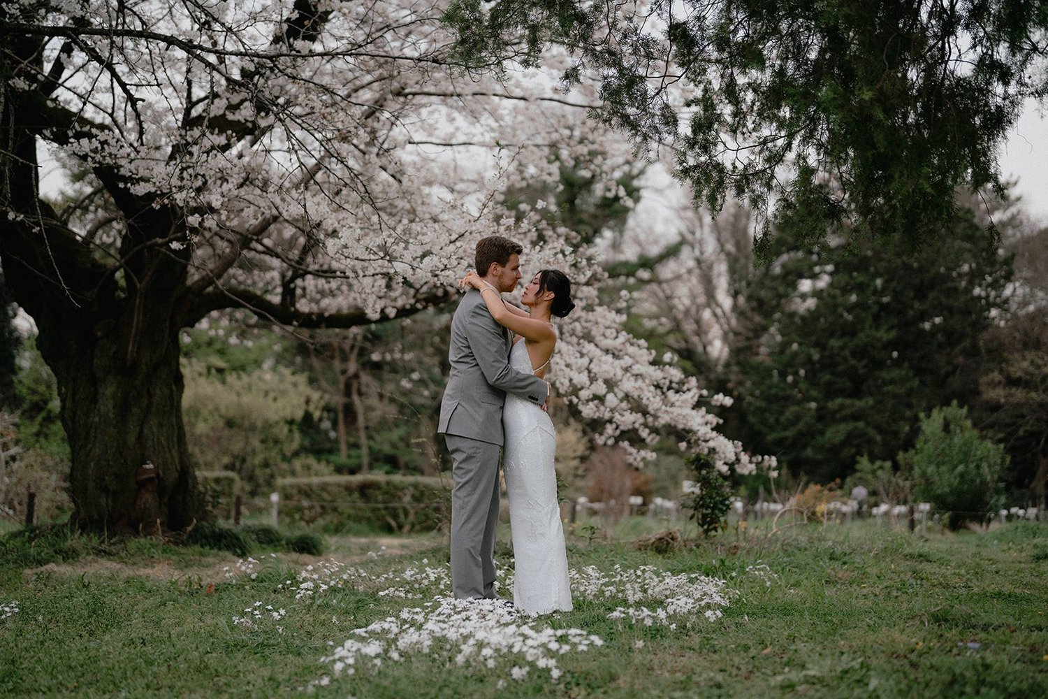 A wedding couple embracing beneath cherry blossoms
