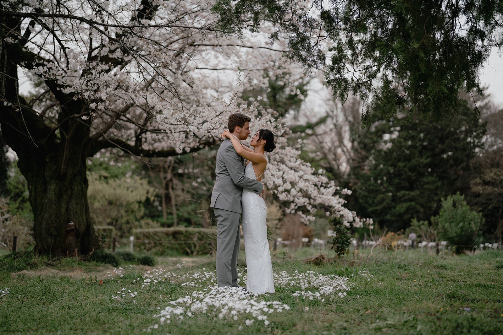 A wedding couple beneath cherry blossoms