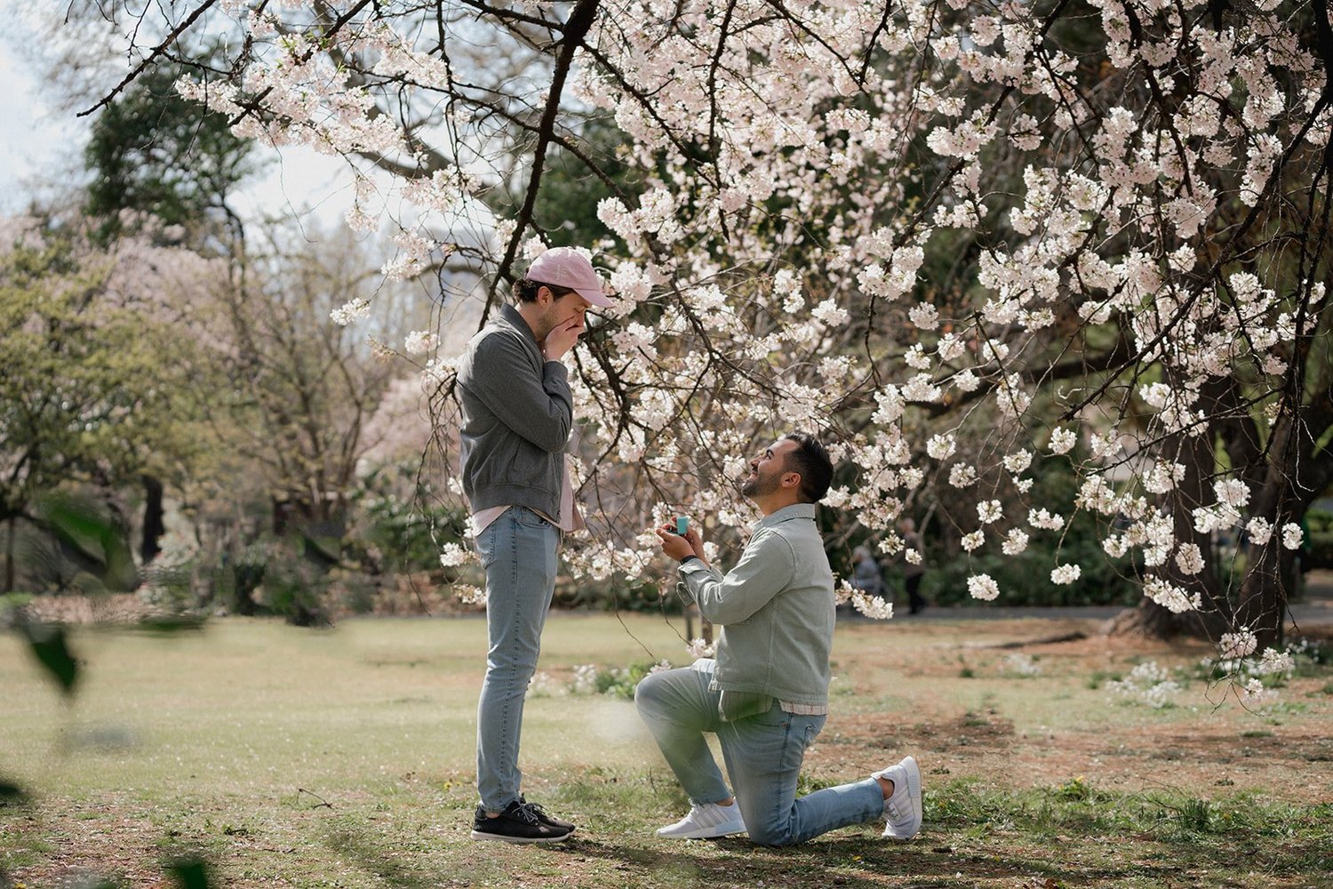 A surprise proposal beneath cherry blossoms