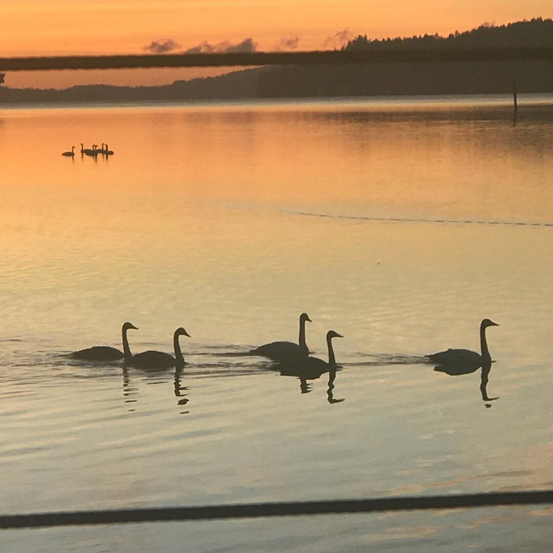 The trumpeter swans are back for their yearly wintering here in Cowichan...blessed that we can feel their magical and synchronistic essence...#blessings #magic #prodigymovement #neuromovement #synchronicities #anatbanielmethod #cowichan #moveintolife