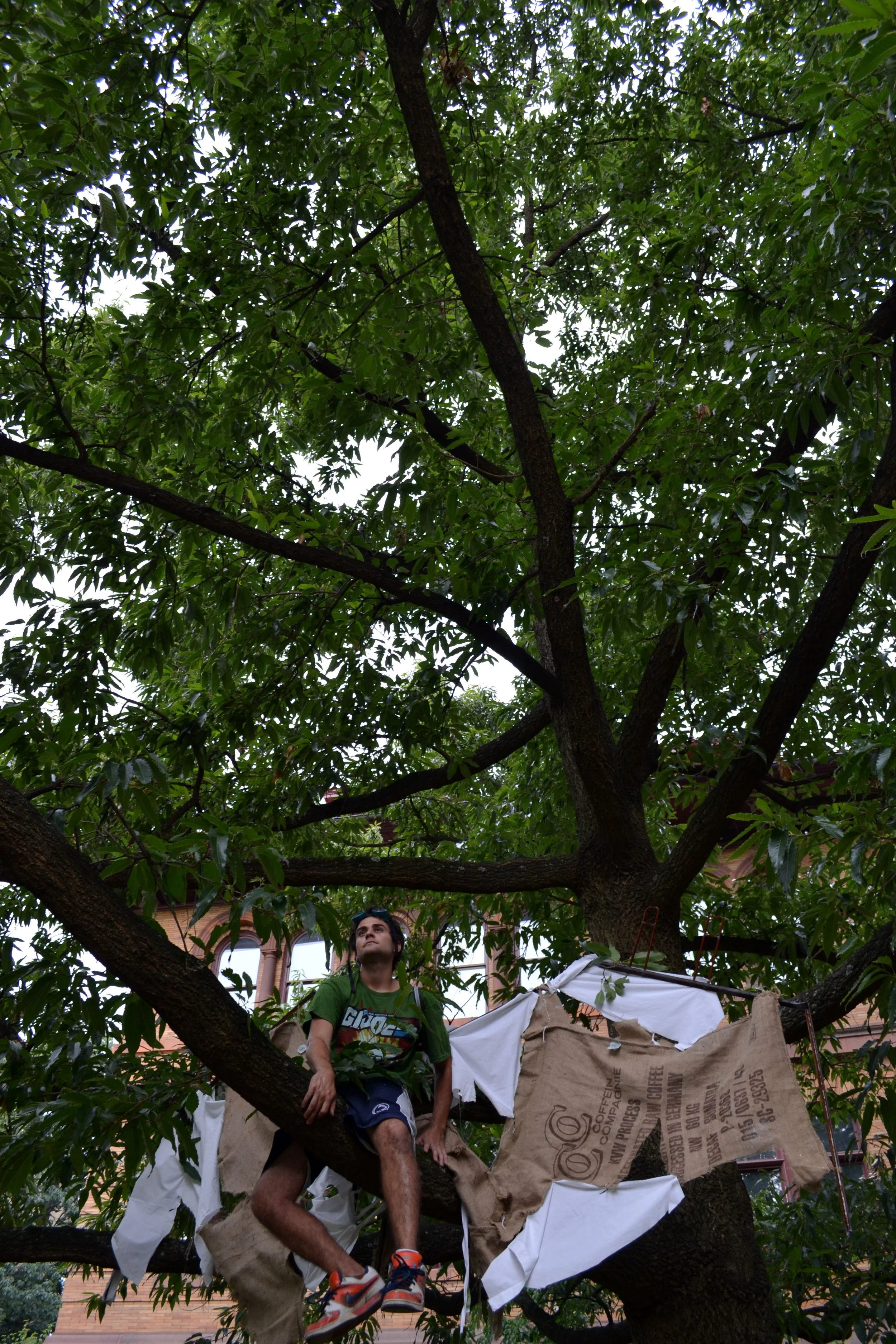Tree1.jpg