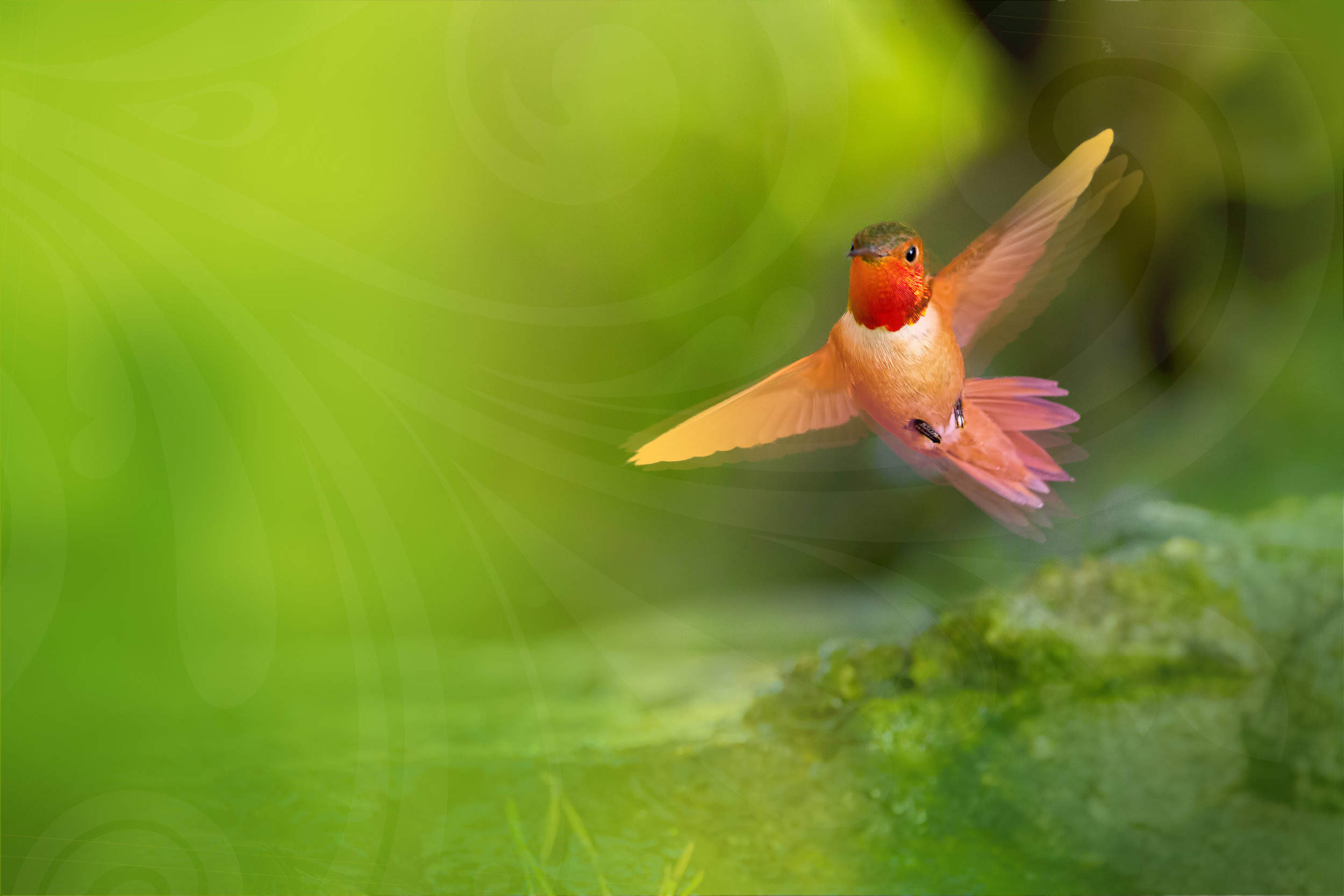 Bird-colorized with leafswirl-6.jpg
