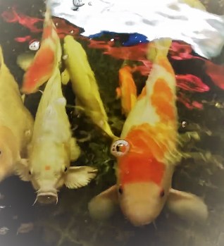 KoiFish.PNG