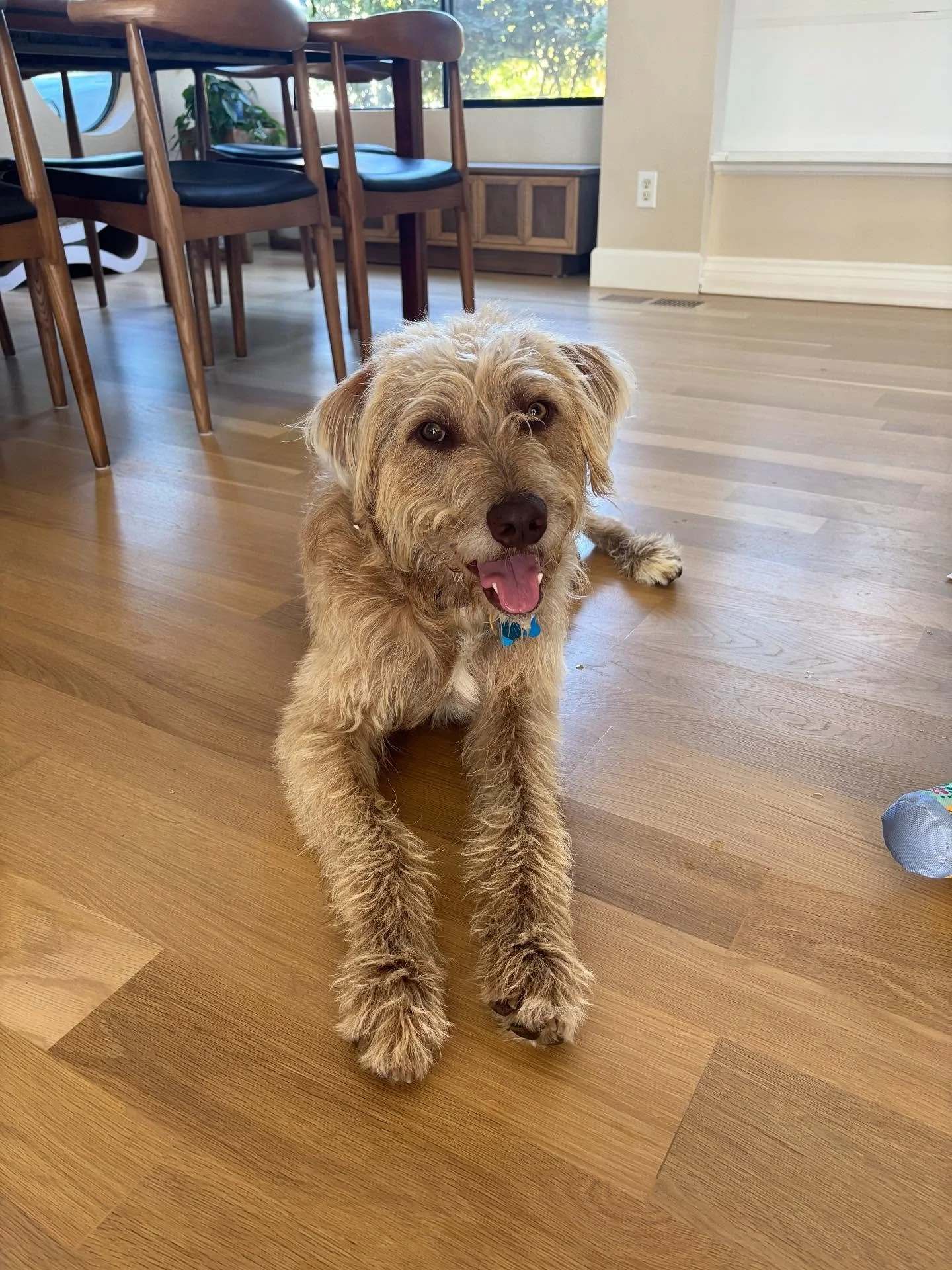 🐾 GUESS THE BREED, WIN THE GOODS! 🐾

We&rsquo;ve got a mystery pup&hellip; and a GORGEOUS gift basket filled with Davines + Evo hair goodies up for grabs! 🎁✨
Not the pup, he&rsquo;s taken! 🥰
Think you know your dog breeds (or best guess mix)? Dro