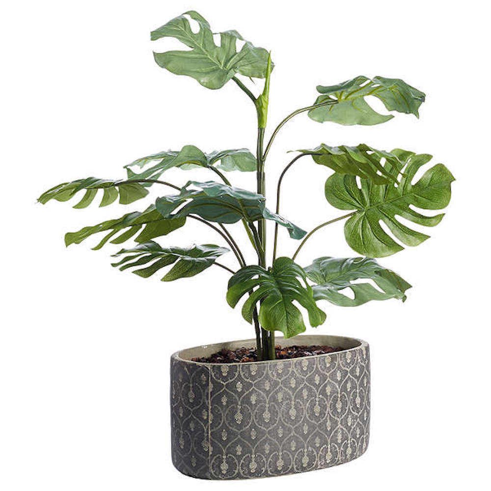 Palm Plant John Lewis.jpg