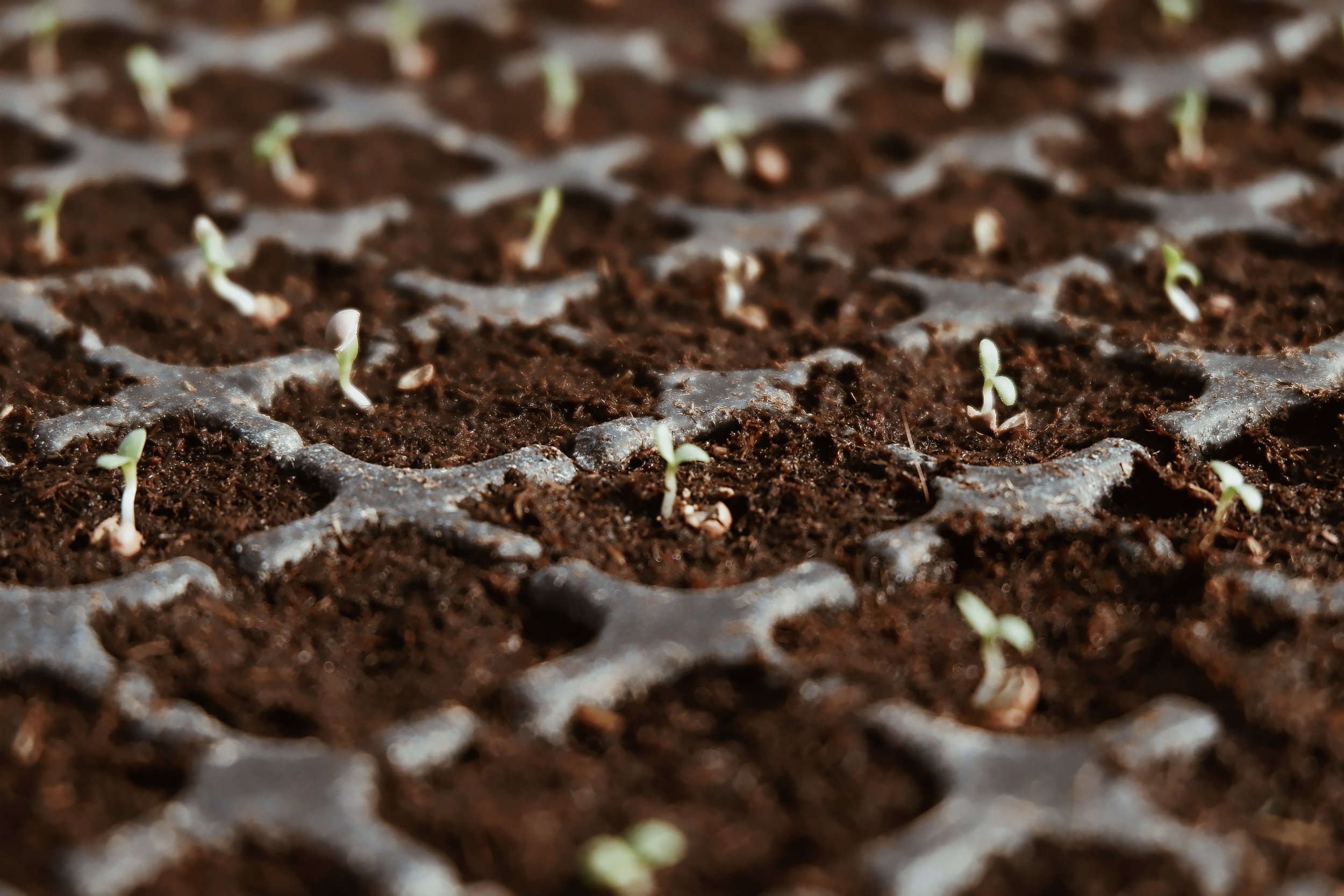 seed trays.jpg