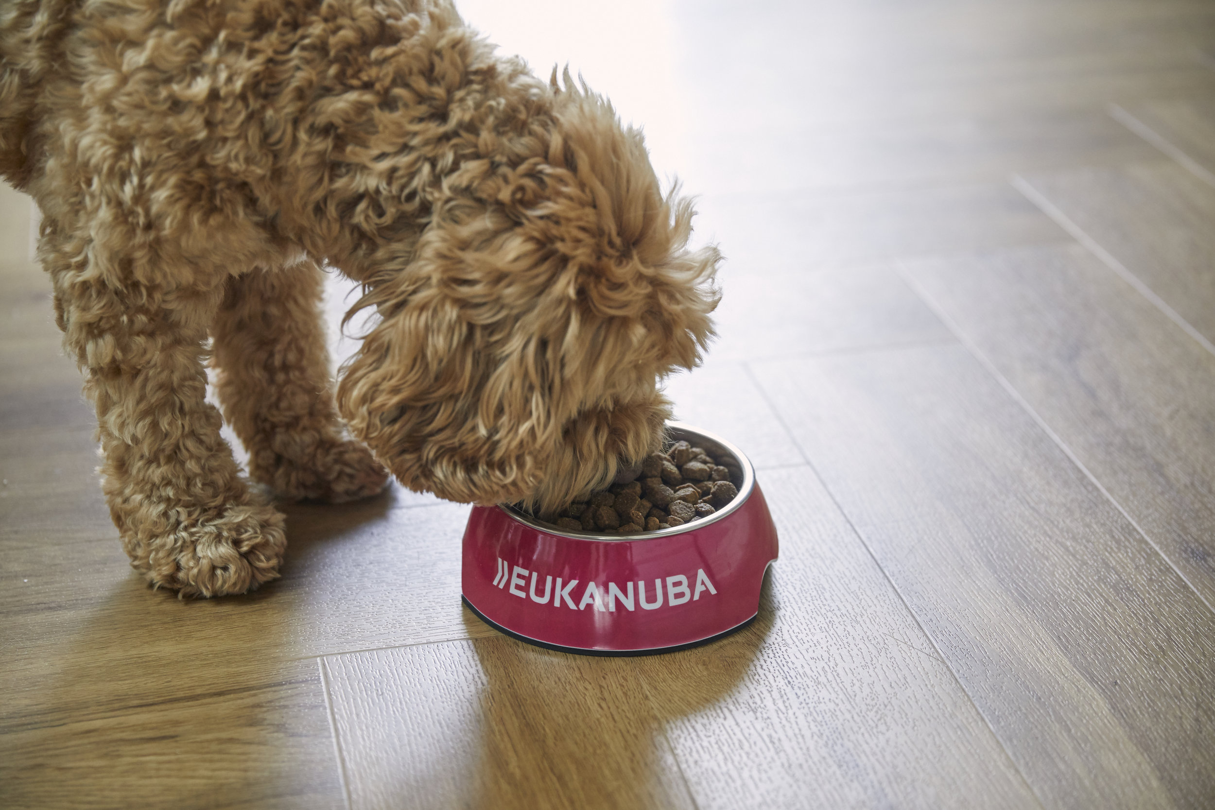 The ‘Pawfect Pair’, Roxy and Poppy, are brand ambassadors for EUKANUBA’s Live Life Well Together Programme.jpg