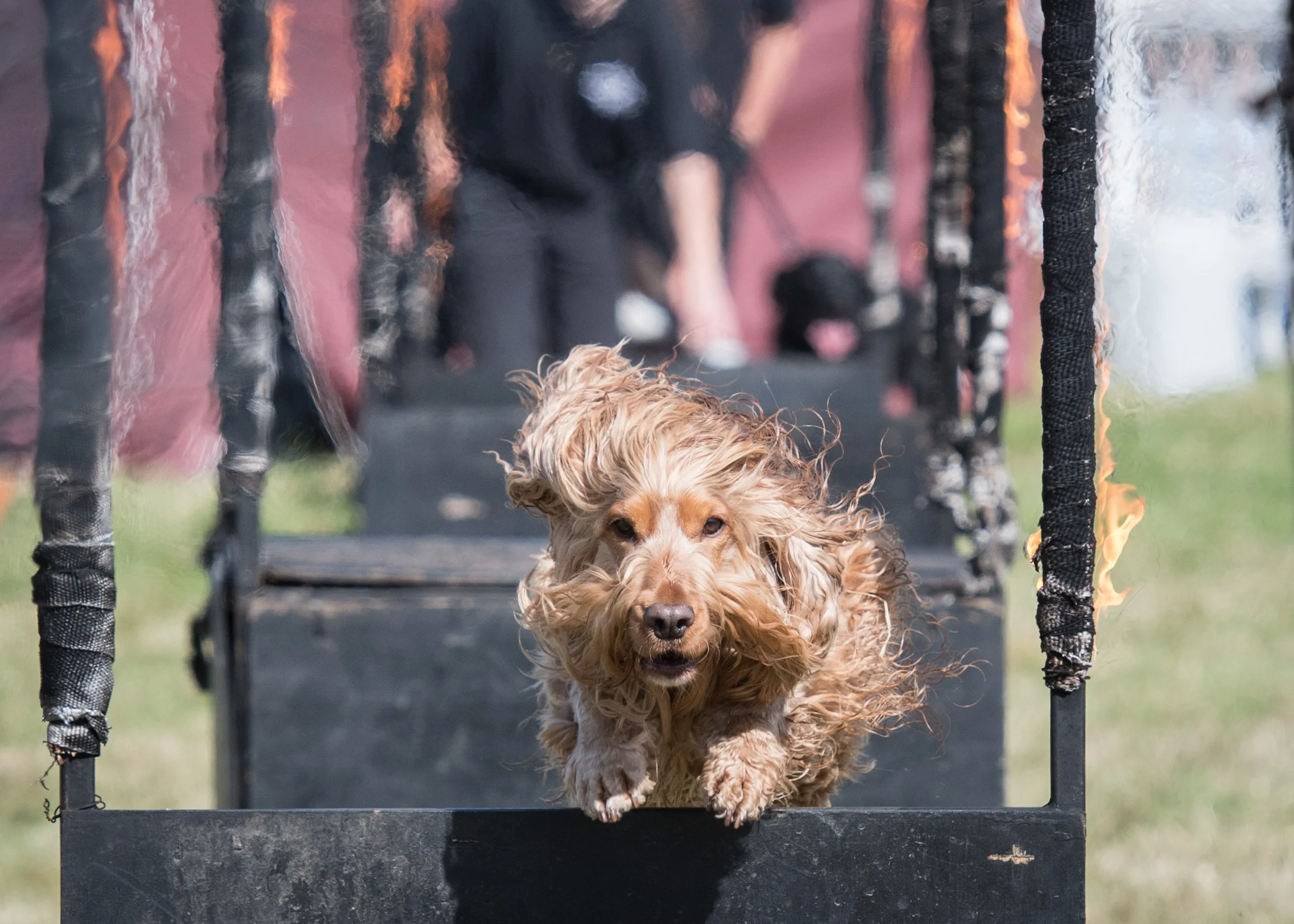 DogFest golden cocker fire hoop Conquest K9 - DSC_0519.jpg