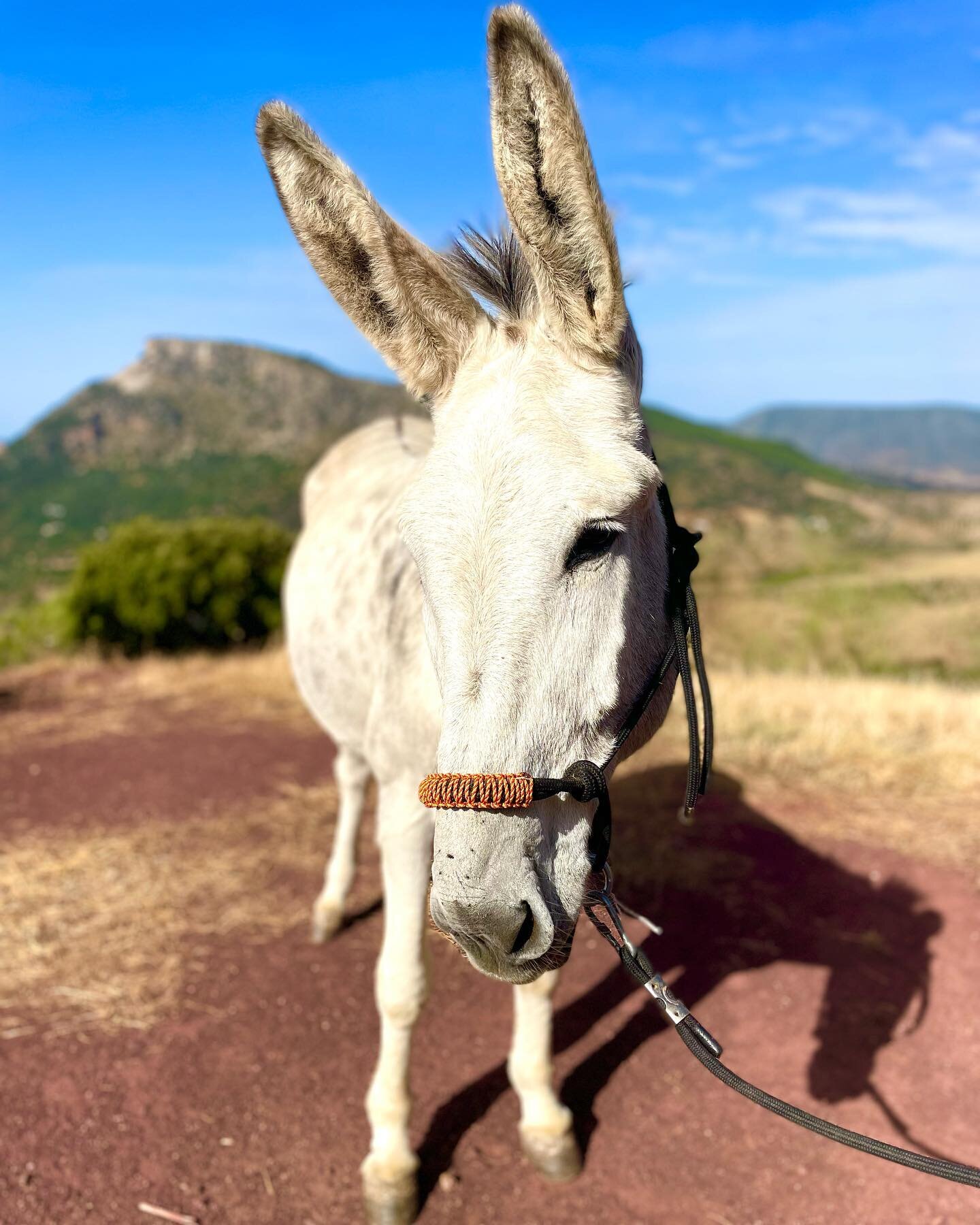 Thank you @fincaladonaira for a magical stay in your slice of Andalusian paradise&hellip; late October sunshine stunning scenery and wonderful hosts making you feel totally at home, together with exploring the working farm combine to make a very spec