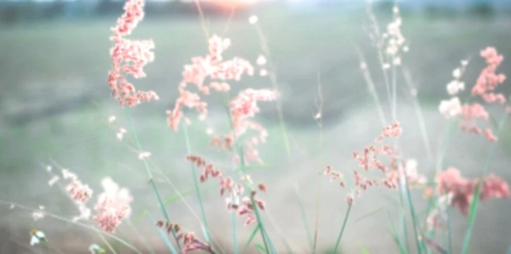 Banner%2Bpink%2Bgrass%2BII.jpg