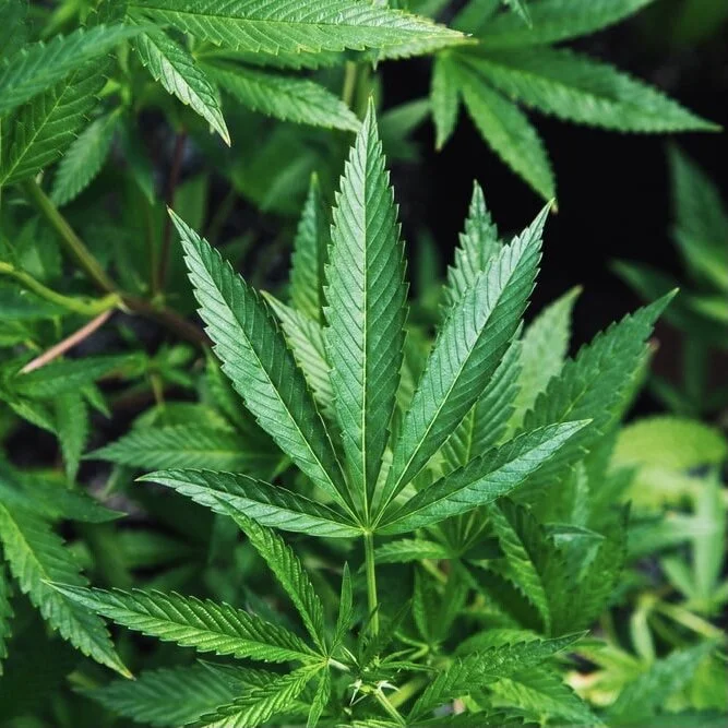 MM gave up drugs after many years of use