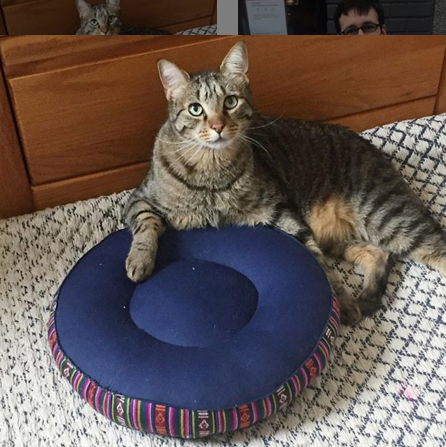 meditationcat.png