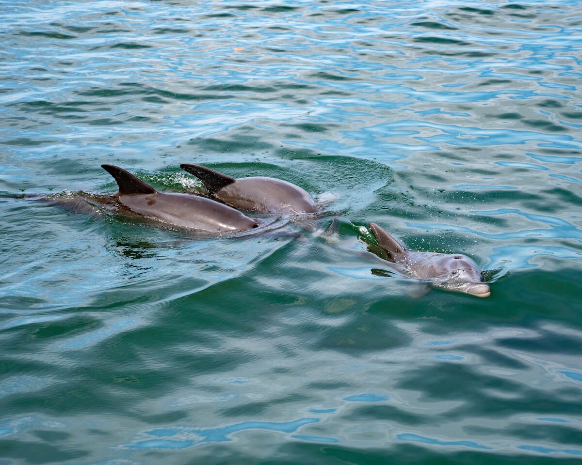 Anna-maria-island-dolphins.jpg