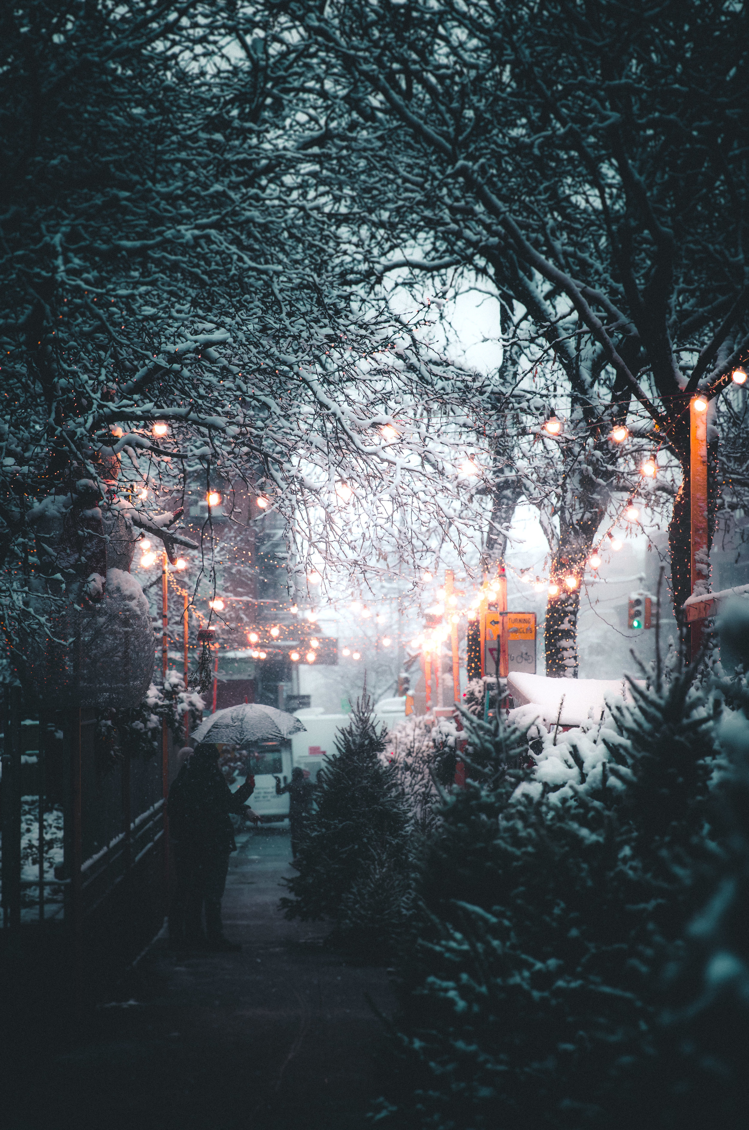 The Cabbie and the Christmas Tree