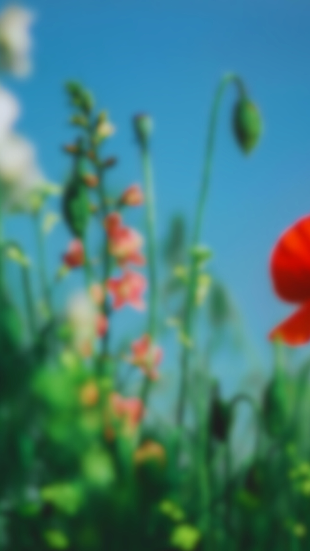 Untitled design-17.png