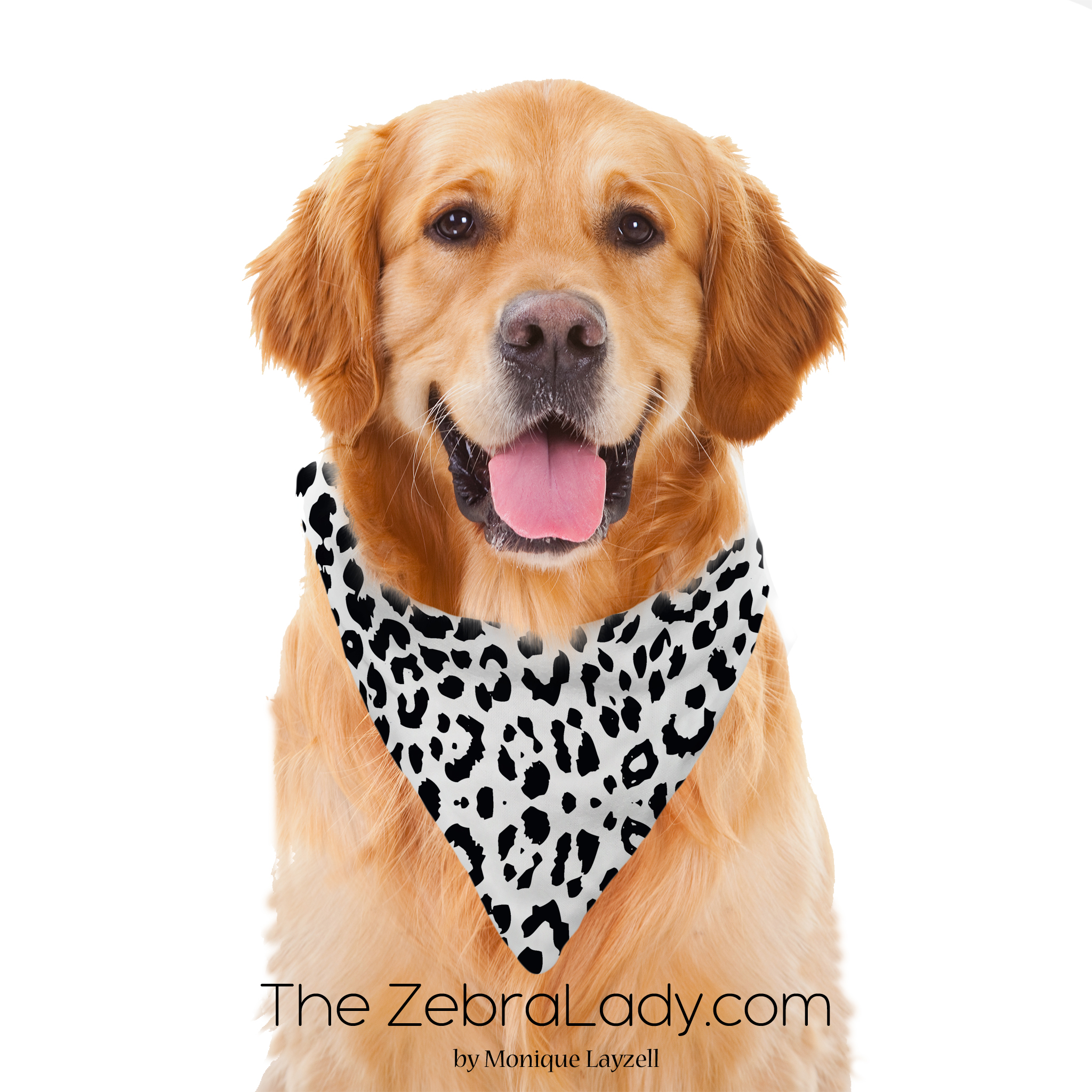 white black leopard display pet bandnana.jpg