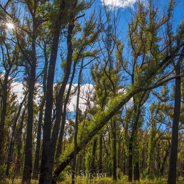 Coming back through the granite belt on Tuesday great to see the Forrest bouncing back . She&rsquo;s a wonderfully resilient creature. 
#baldrock #thegranitebelt #newengland #rebirth #theforest #afterthefires #afterthefire
