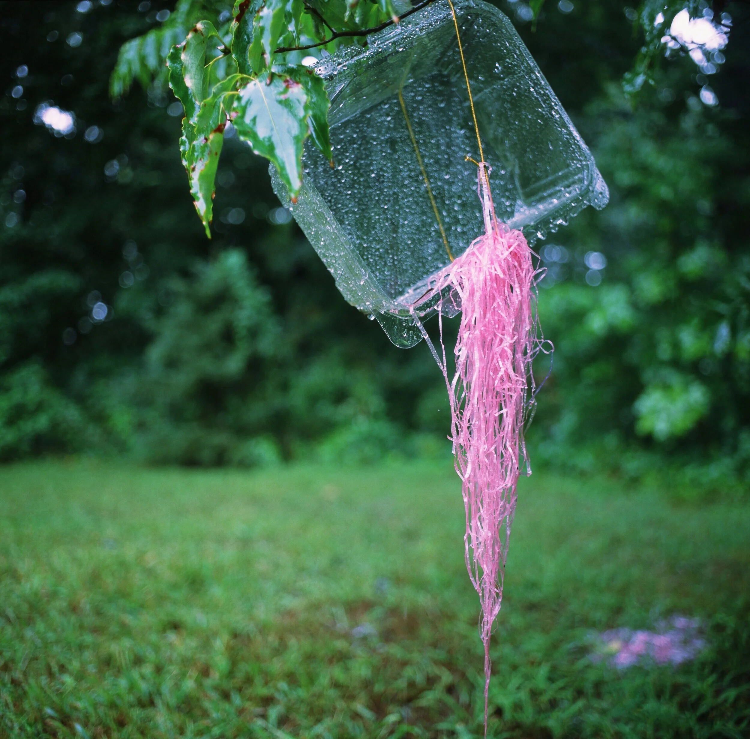 Improvised Bird Nest After the Rain