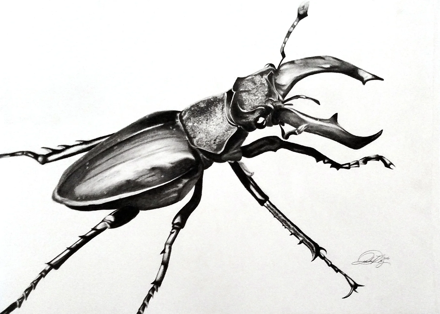 stagbeetle.jpg
