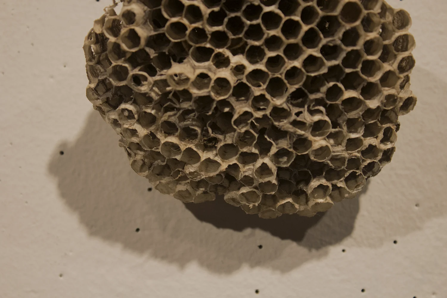 WaspNest.detail.jpg