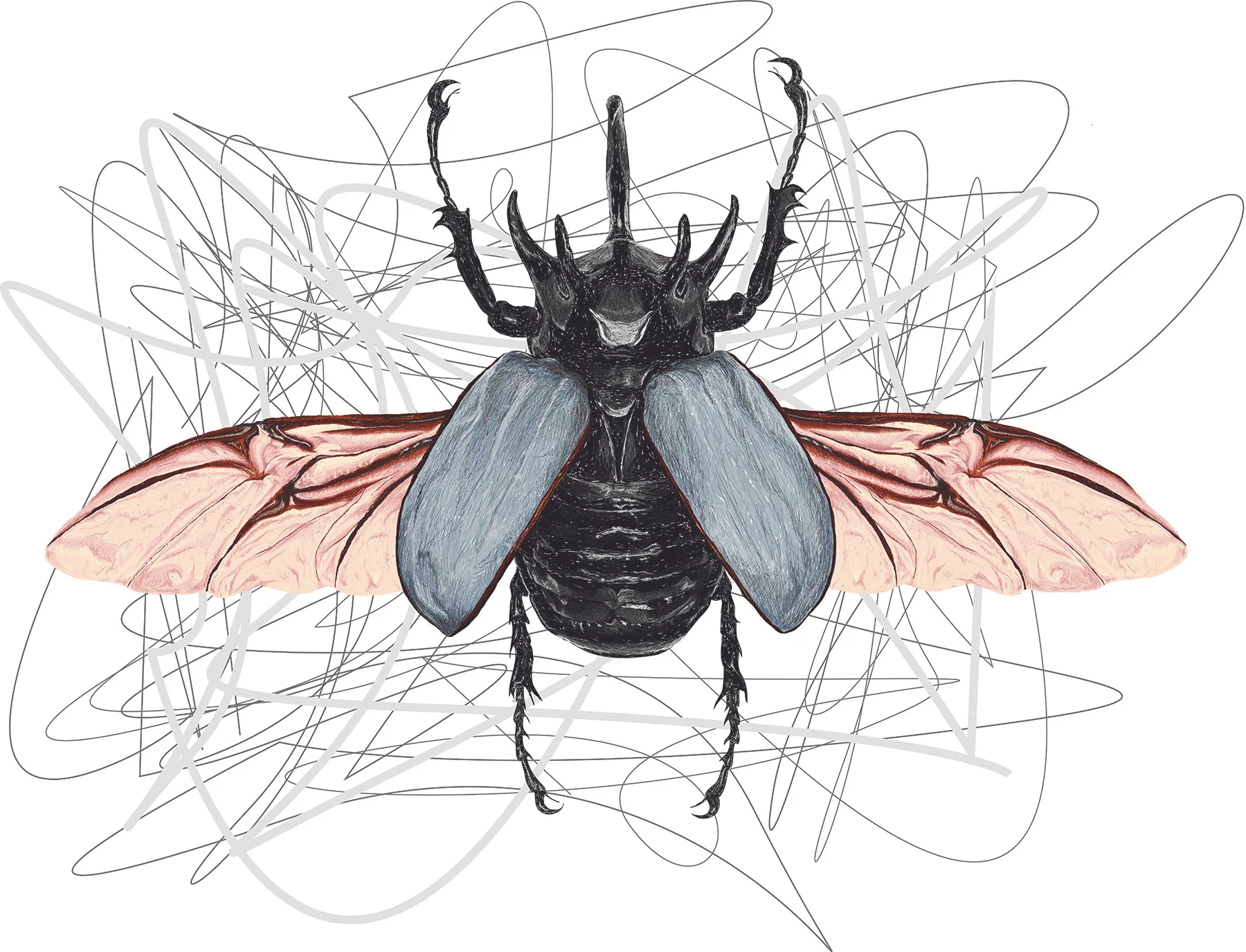 large.beetle.jpg