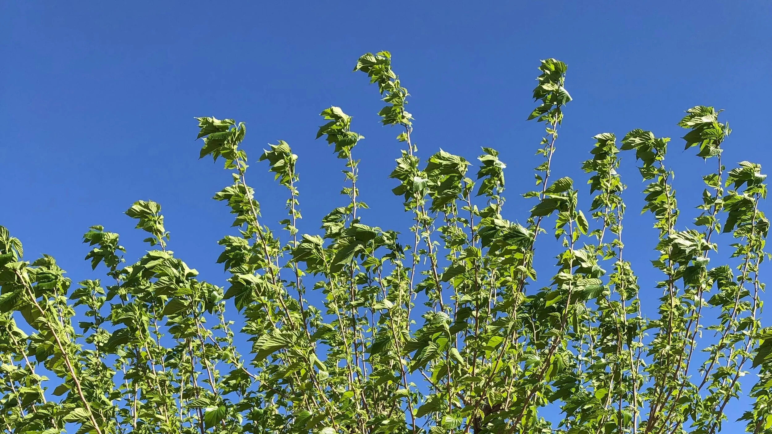 Mulberry allergy making you miserable? 