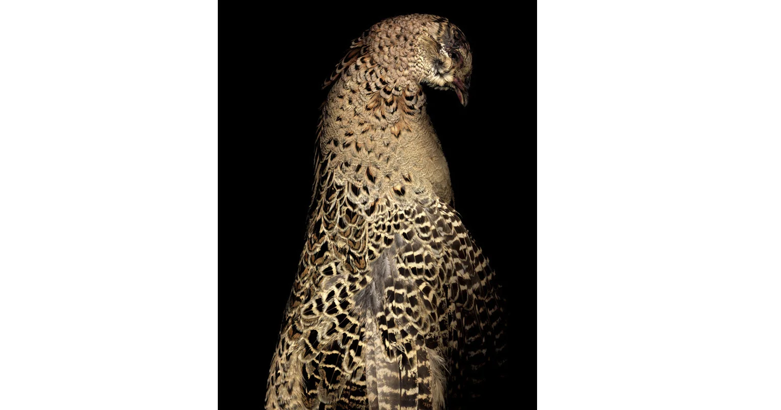 pheasant.jpg