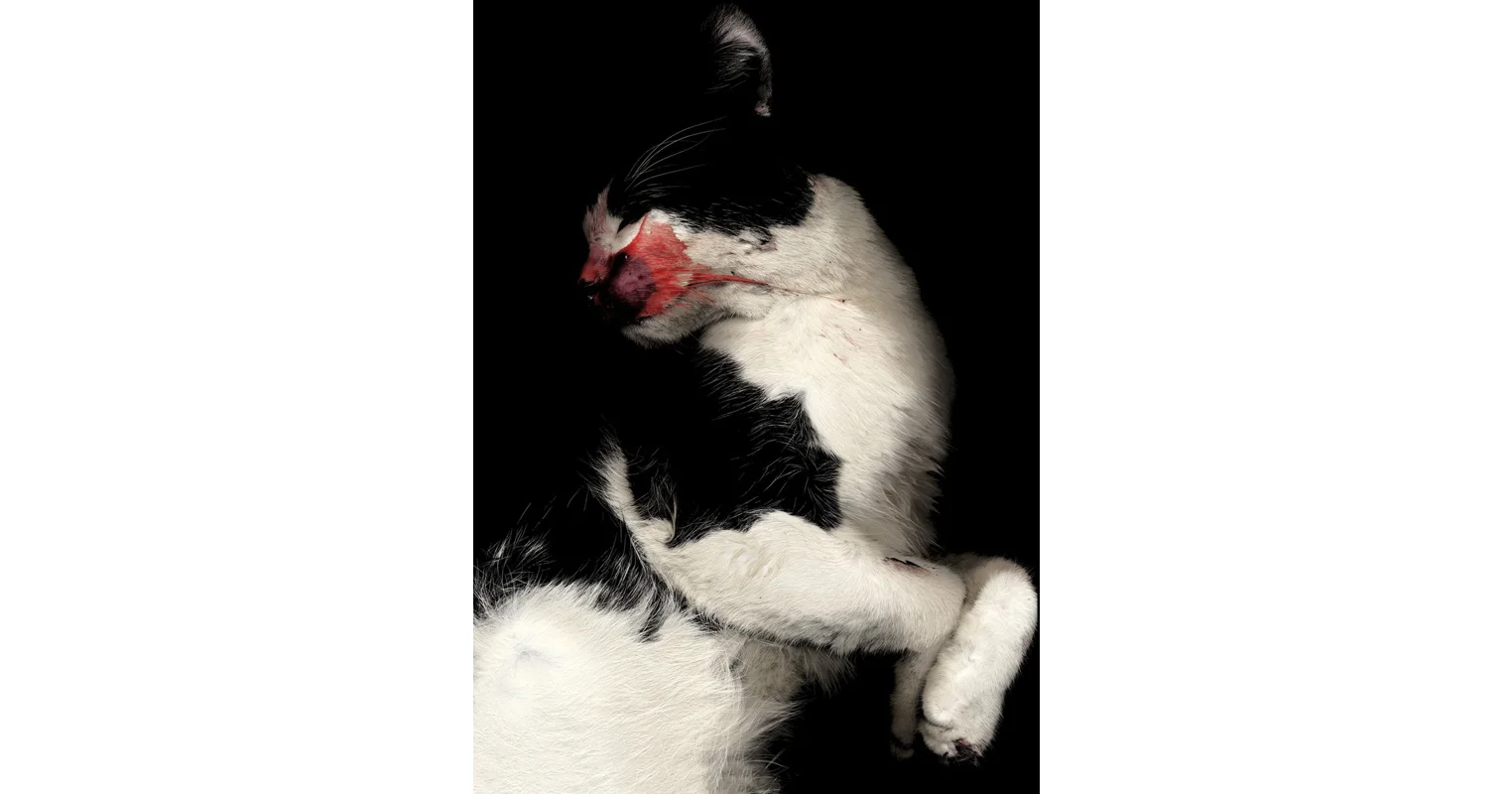 catacat.jpg
