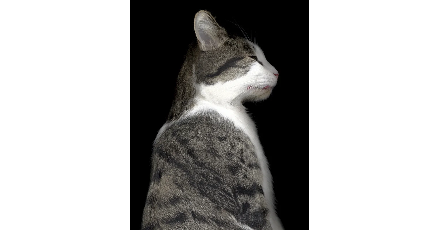 catacat.jpg