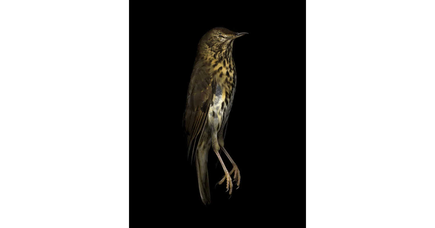 bird.jpg