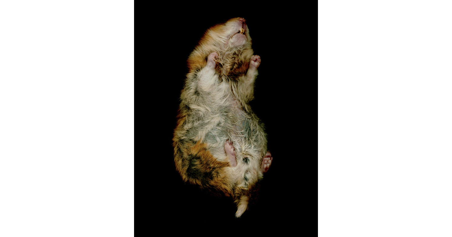 hammster.jpg