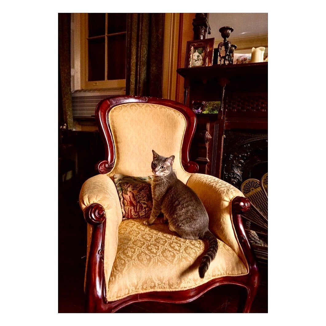 If you are called to the French Quarter and inclined towards cute cats this place has Everything! Freakishly small elevators, friendly lobby banter, free coffee at 10pm and that thing where gawking antebellum child ghosts enter your nightmares for a