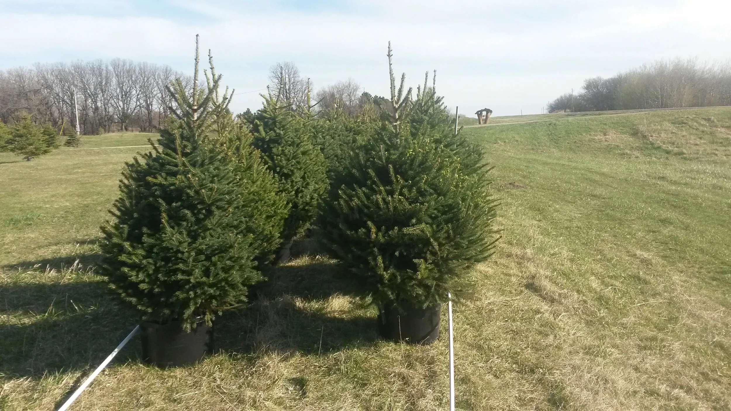 Black Hills Spruce 10.jpg