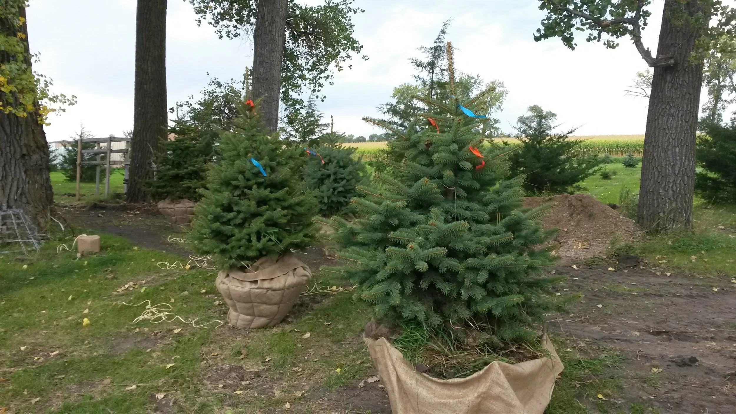 Colorado Blue Spruce 8.jpg