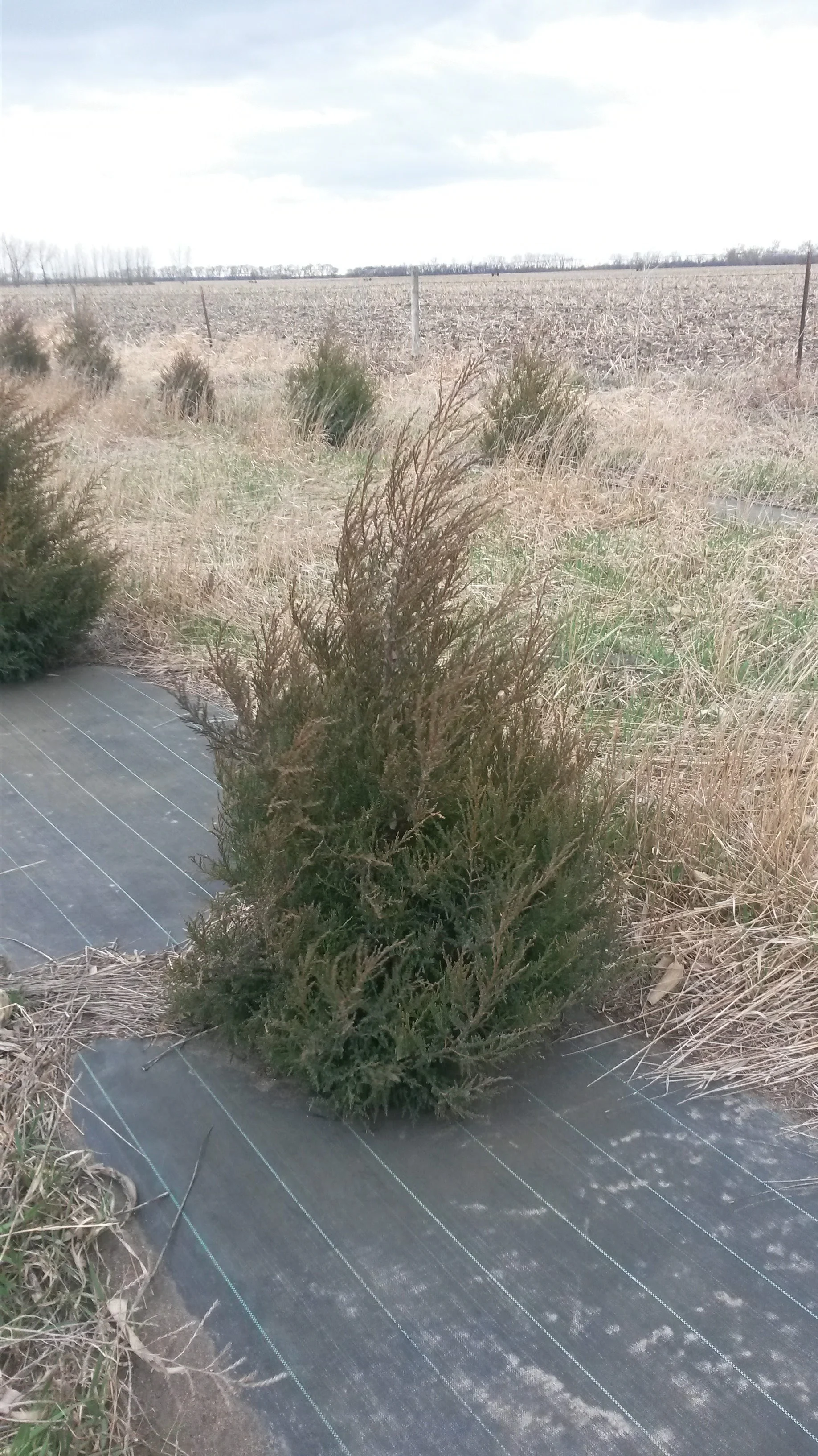 Eastern Red Cedar 5.jpg