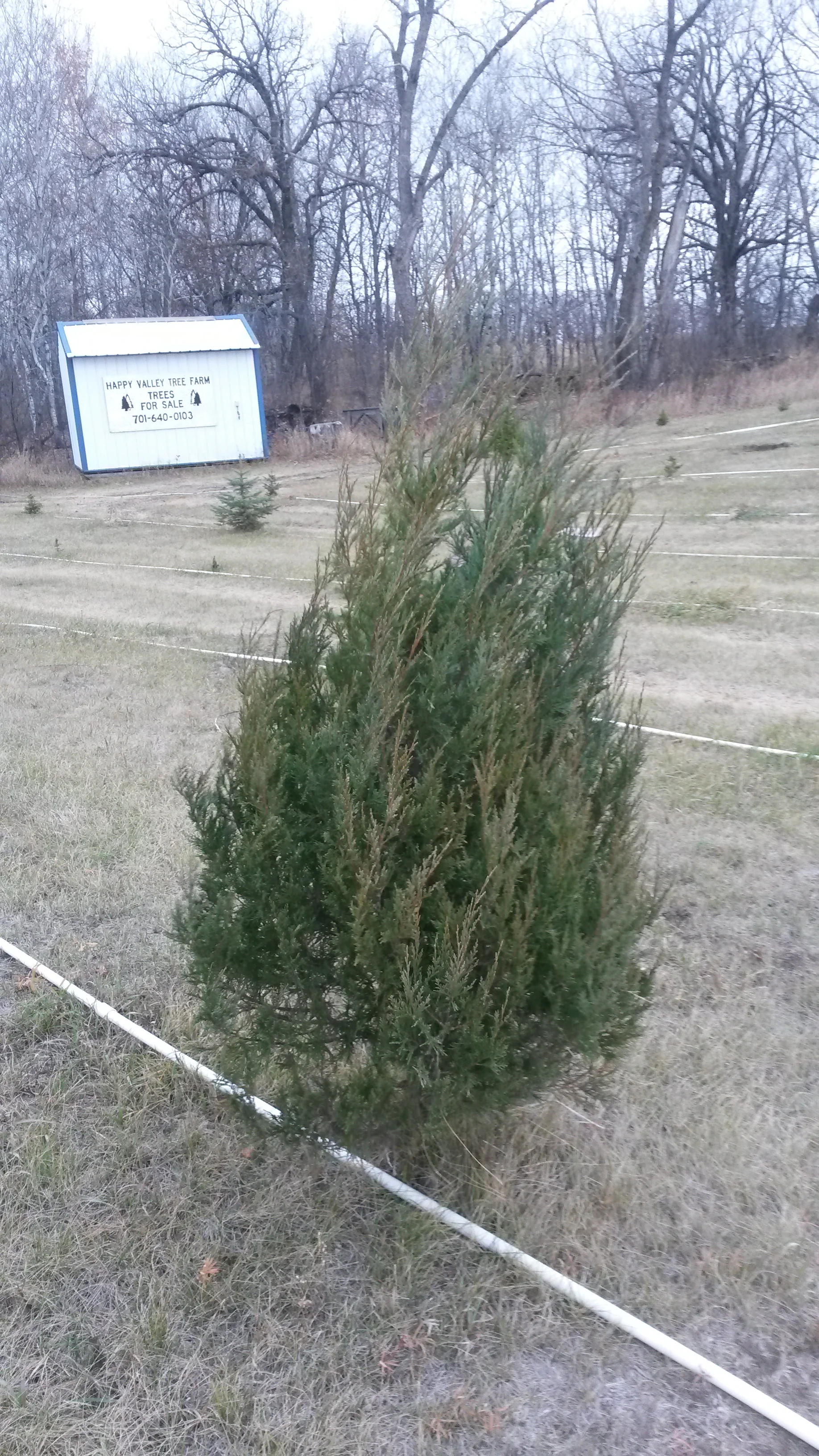 Eastern Red Cedar 1.jpg