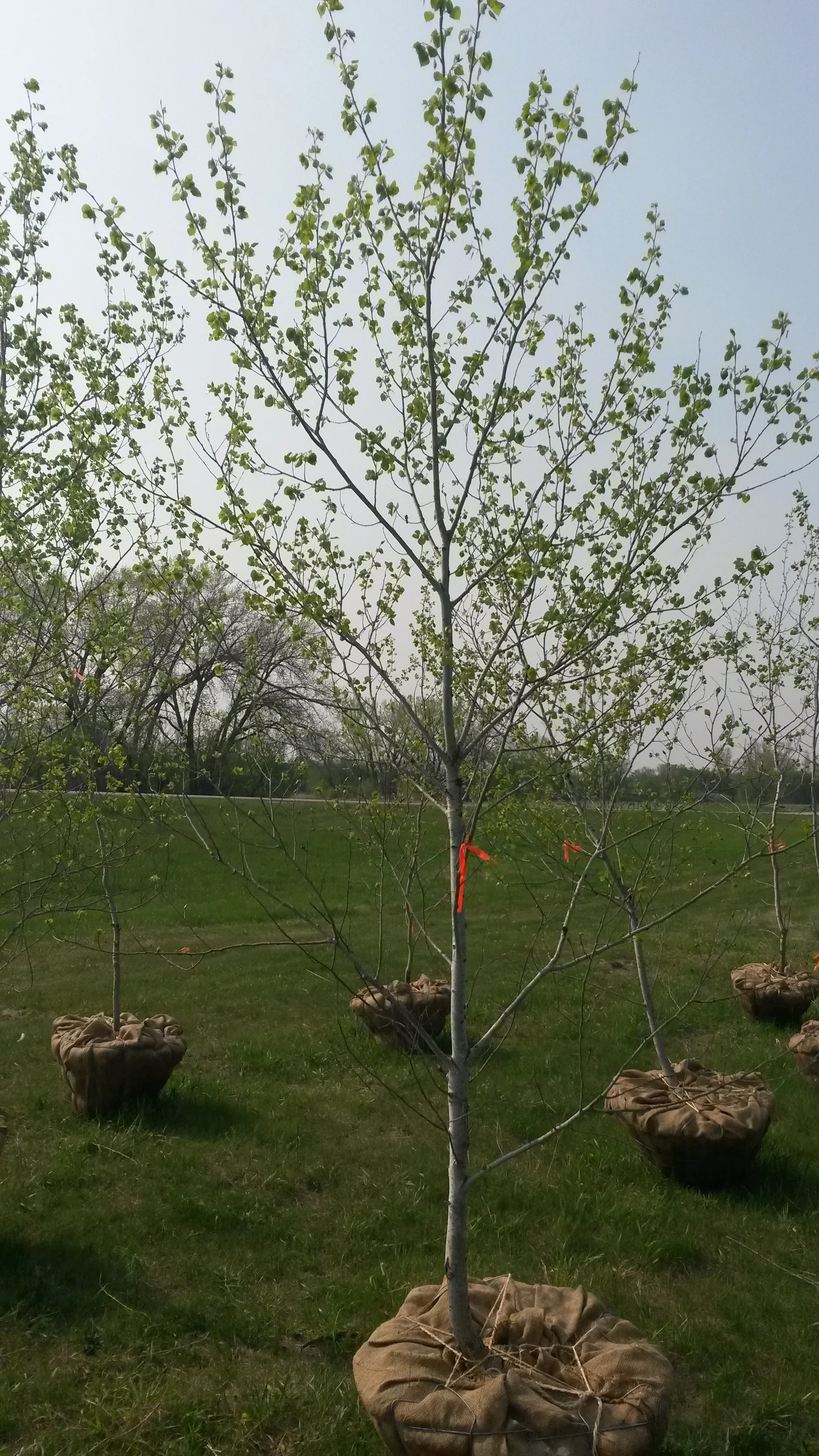 Quaking Aspen 2.jpg