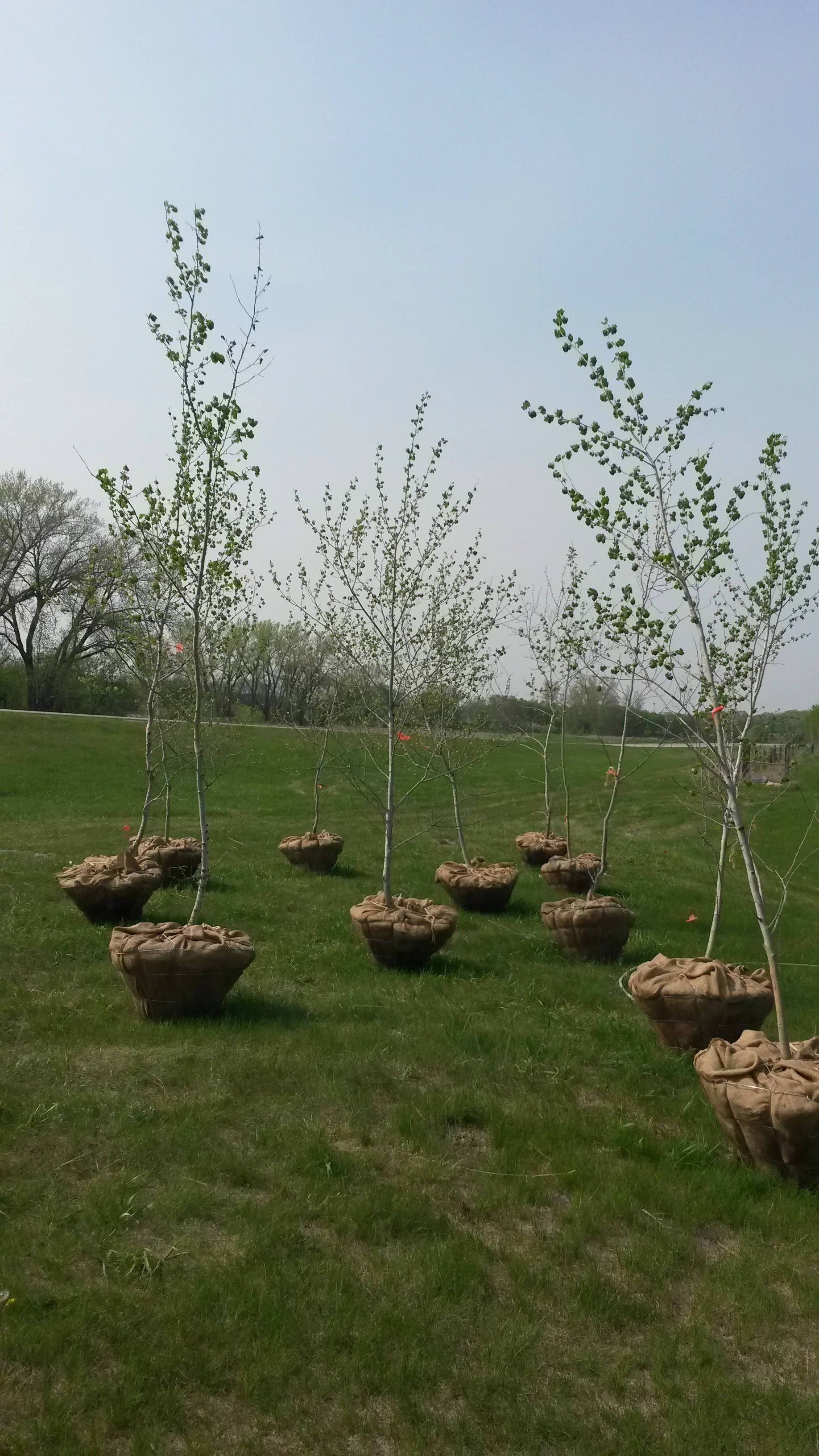 Quaking Aspen 1.jpg
