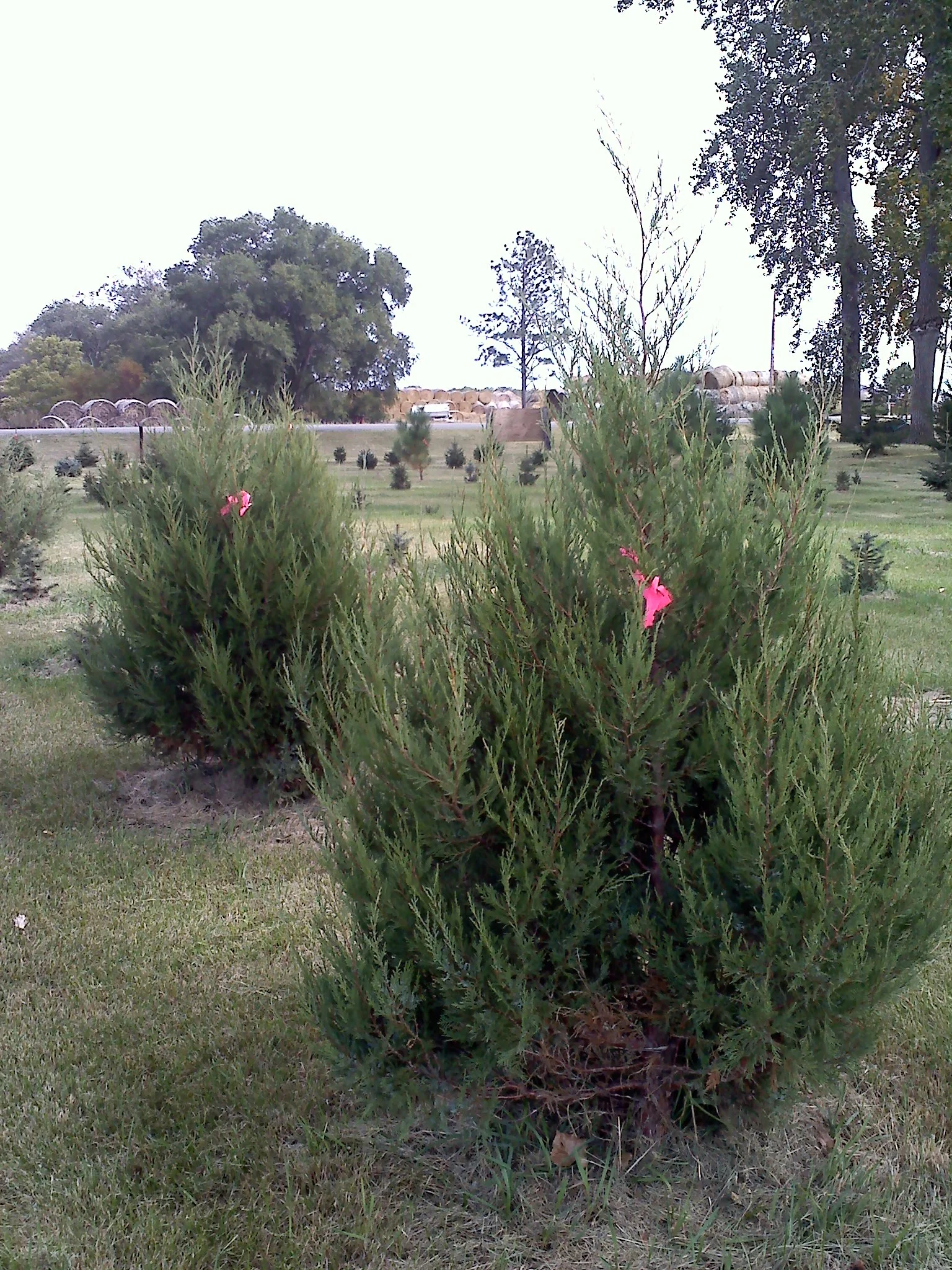 Rocky Mountain Junipers 6.jpg