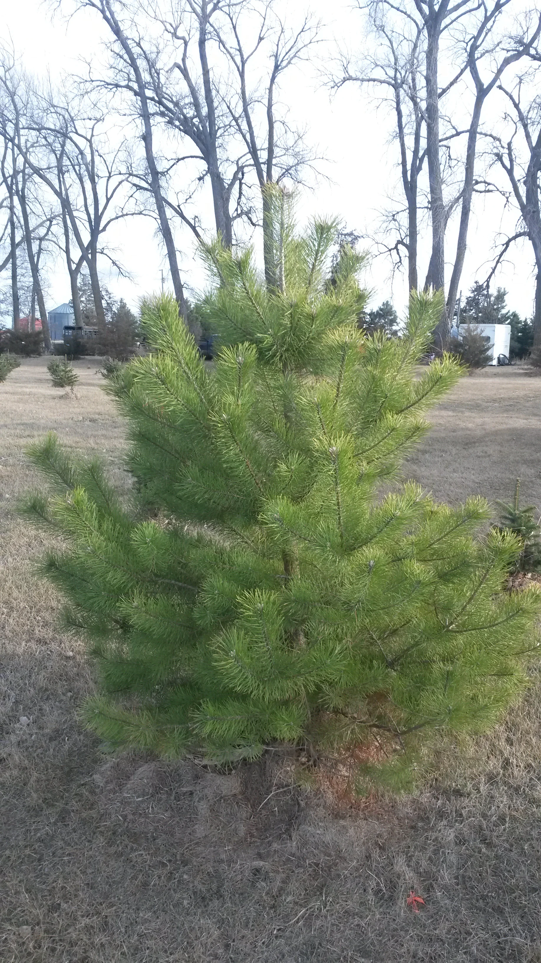 Scotch Pine 1.jpg