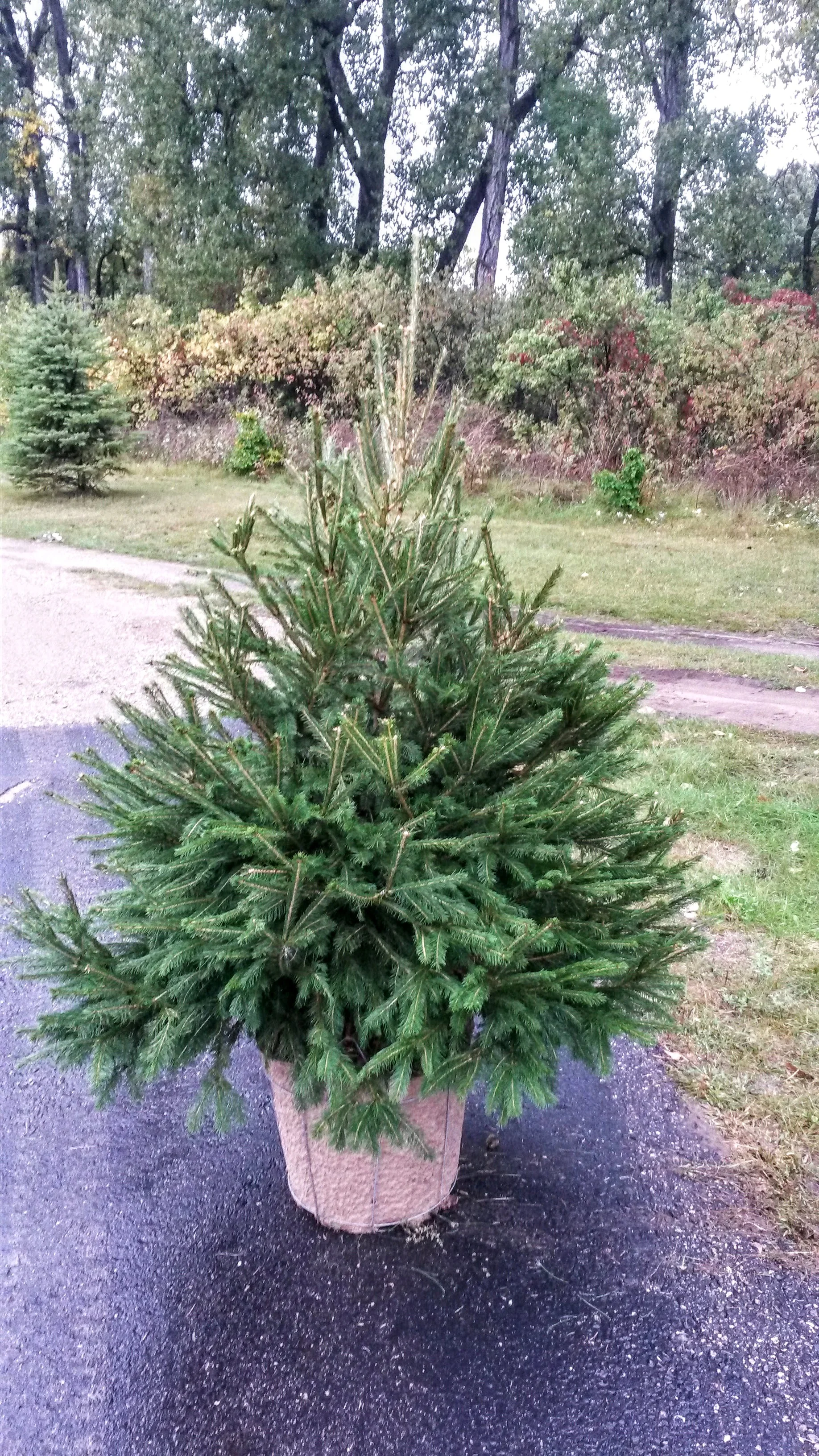 Norway Spruce 1.jpg