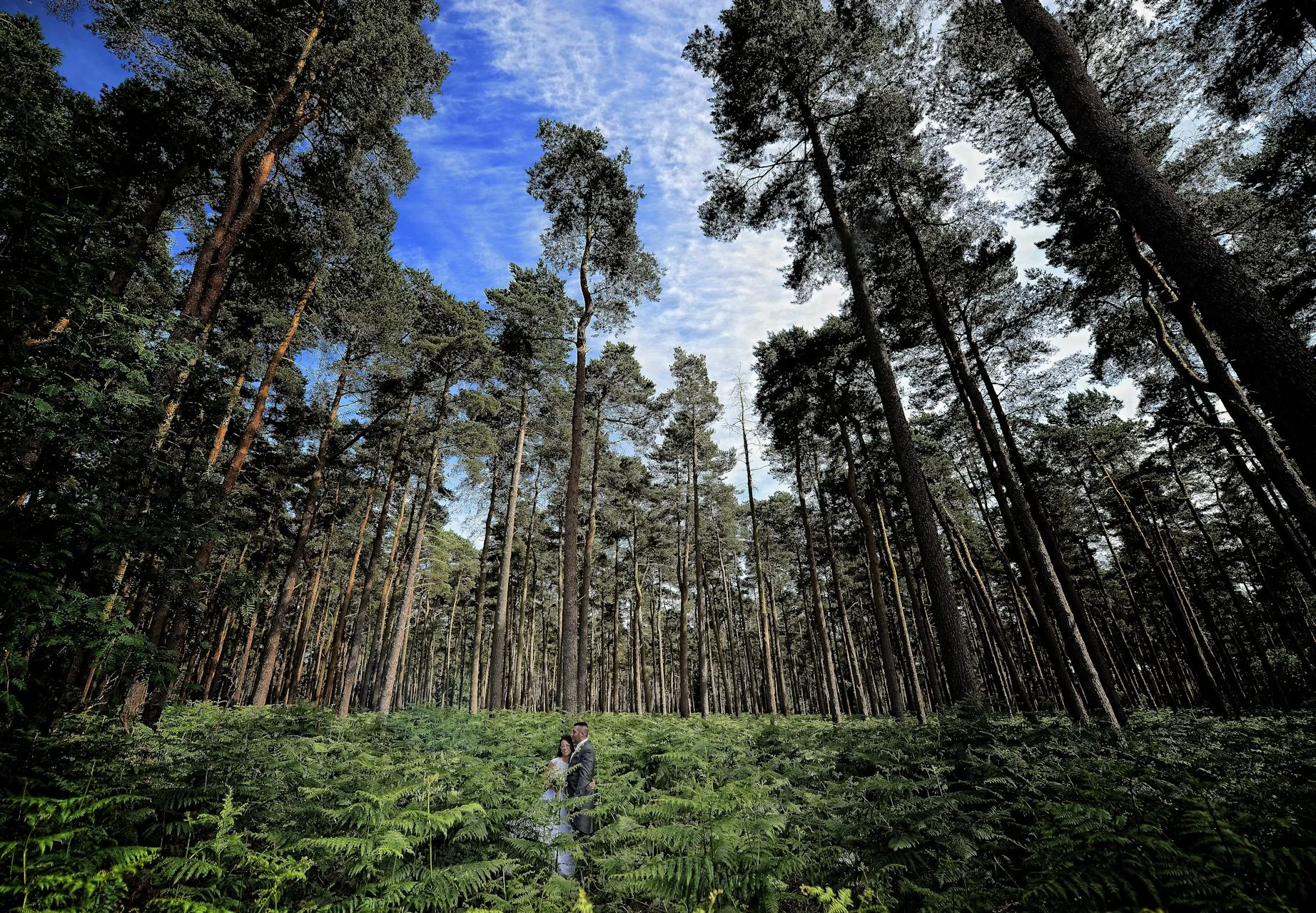 ferns.jpg