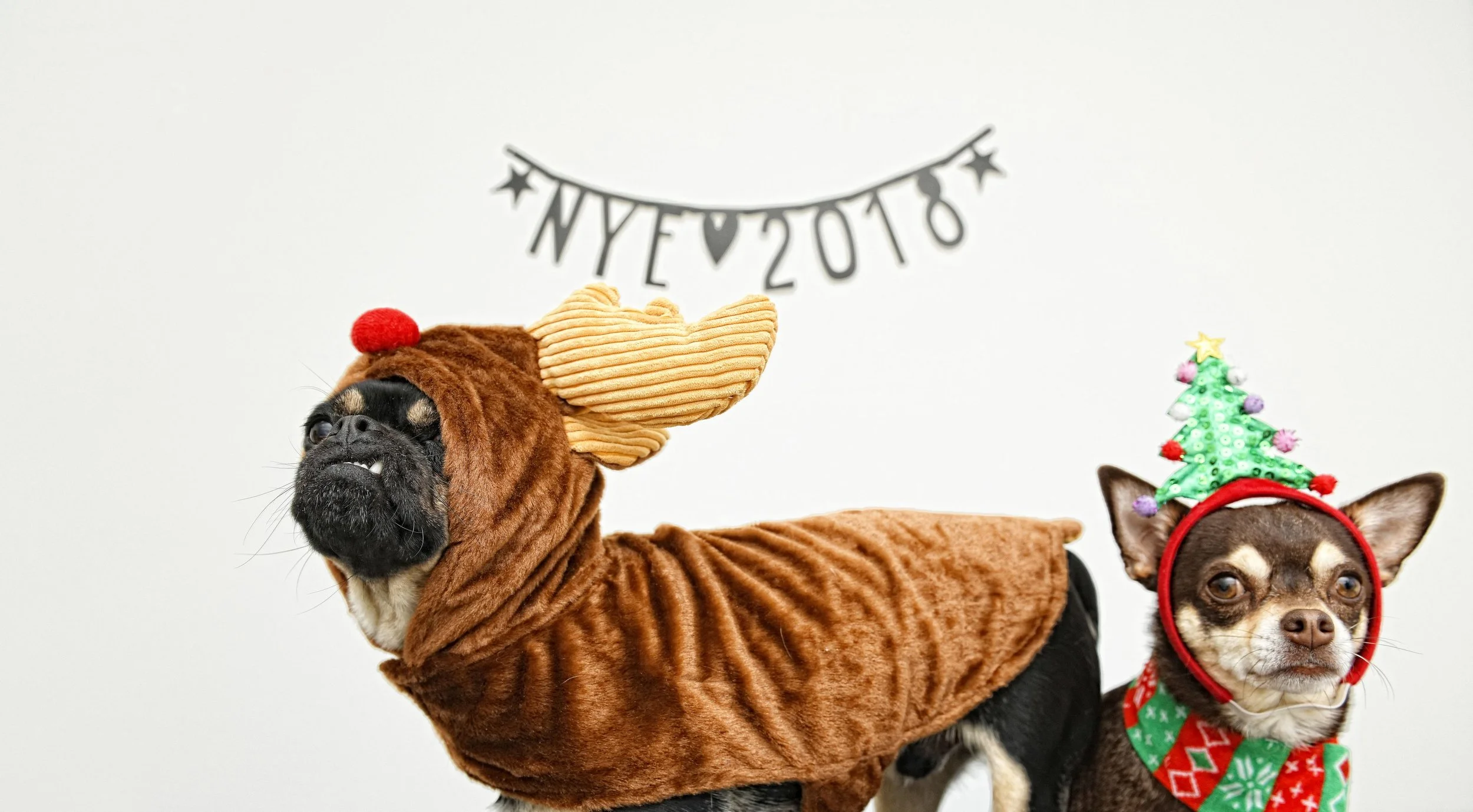 Bride to be – is a boy Groom to be – like sniffing and scratching