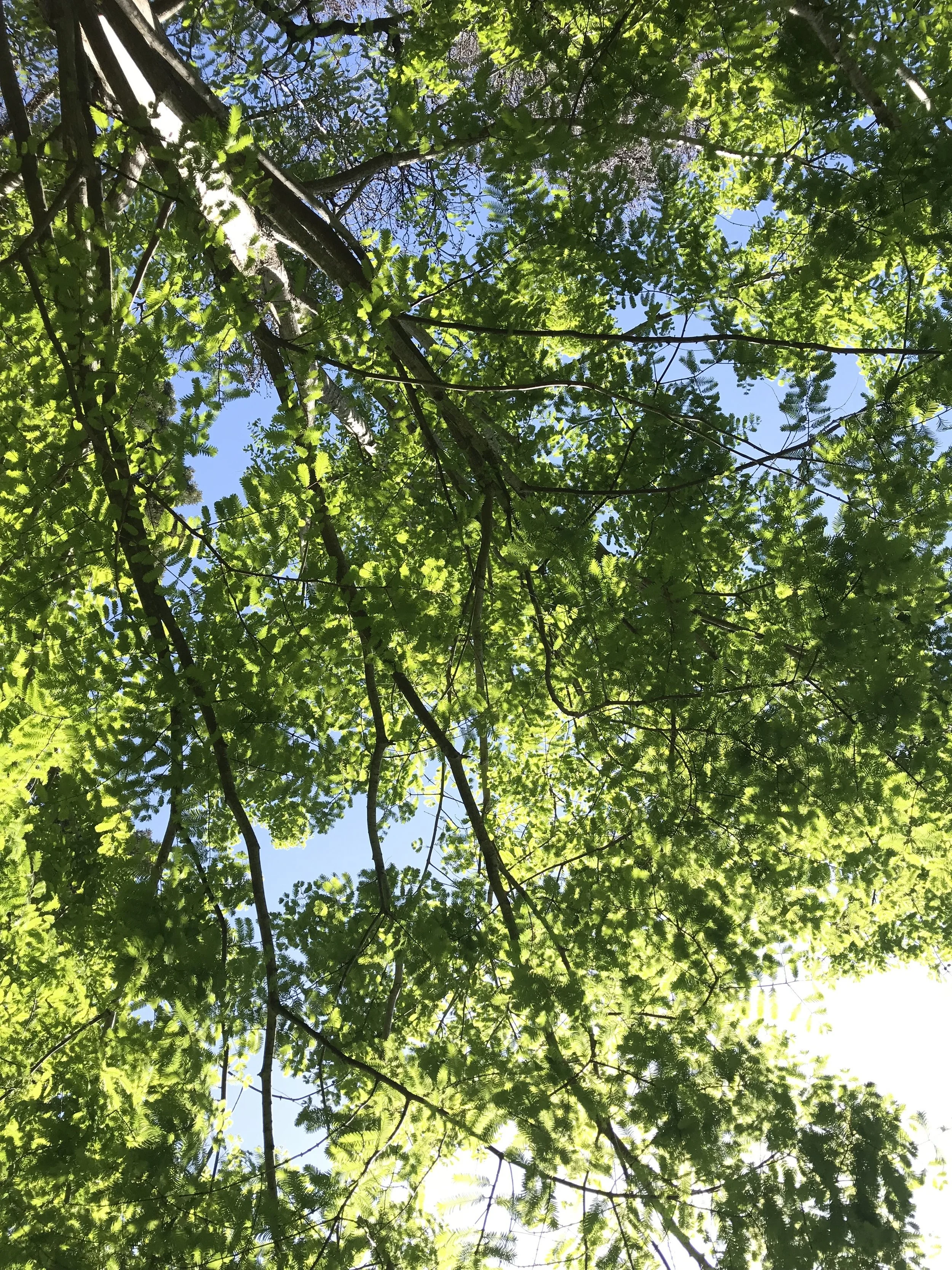 Live Oak Park, Berkeley, CA